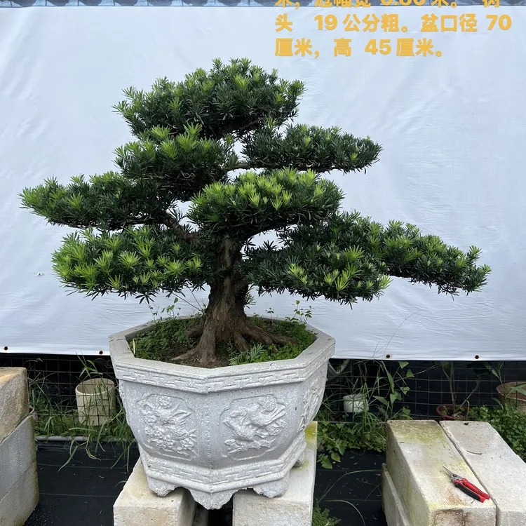 老桩高档雀舌罗汉松盆栽造型精品适合室内外庭院摆放