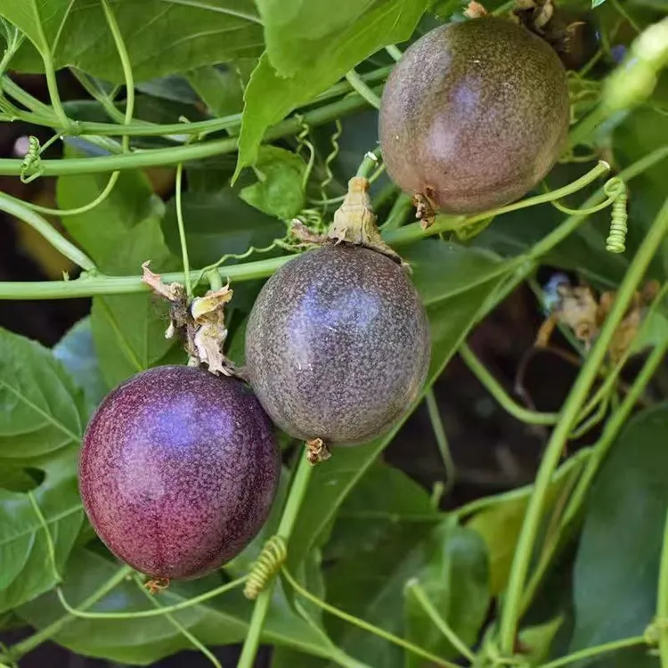 @百香果种子庭院菜园爬藤树水果种籽百香水果种子四季种植树种子