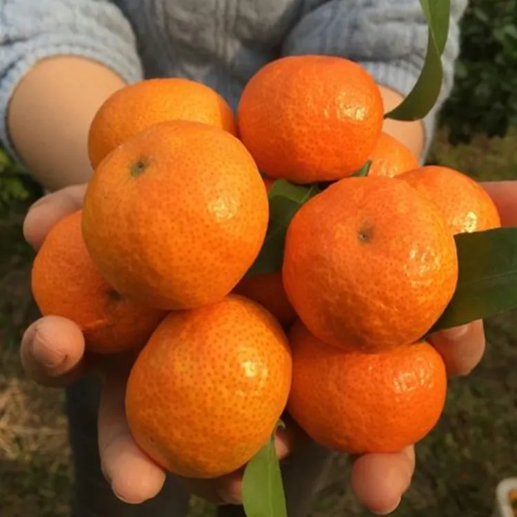 广西桂林金秋砂糖橘 新鲜采摘应季水果皮薄肉厚多汁
