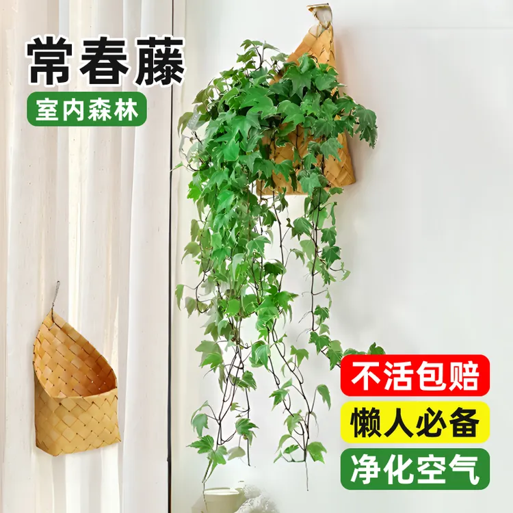 常春藤盆栽吊兰垂吊植物长藤绿植室内挂墙壁挂爬藤吸甲醛易活四季