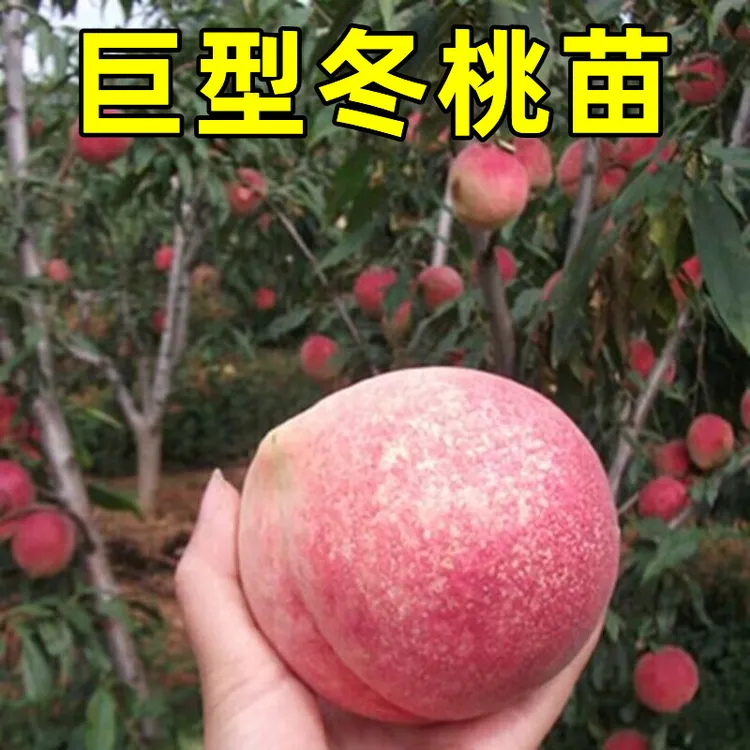 桃树苗嫁接晚熟冬桃树苗盆栽果树苗南北方种黄桃苗地栽水蜜桃树苗