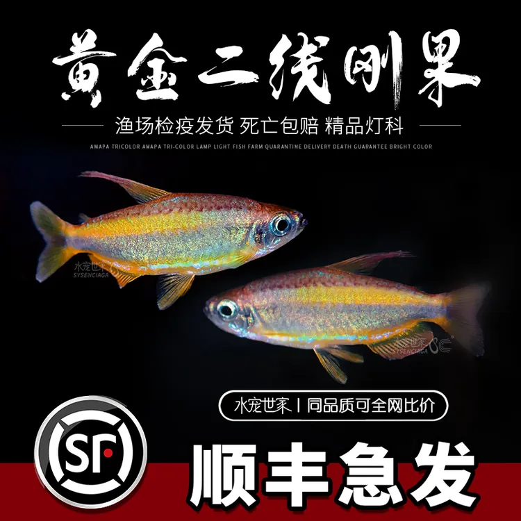 黄金二线刚果野采美人鱼进口南美州热带鱼淡水小型观赏鱼群游灯鱼
