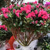 【兴运花卉】杜鹃花（大型 含盆）