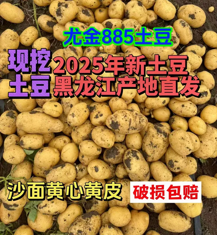 东北黑龙江885黄心土豆新鲜现挖黄芯2025年马铃薯土豆直发起沙