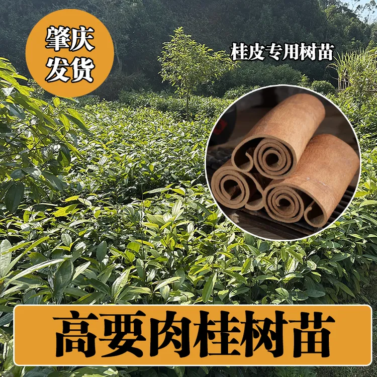 高要肉桂树苗 正宗广东肇庆高要肉桂种苗西江肉桂桂皮专用树苗