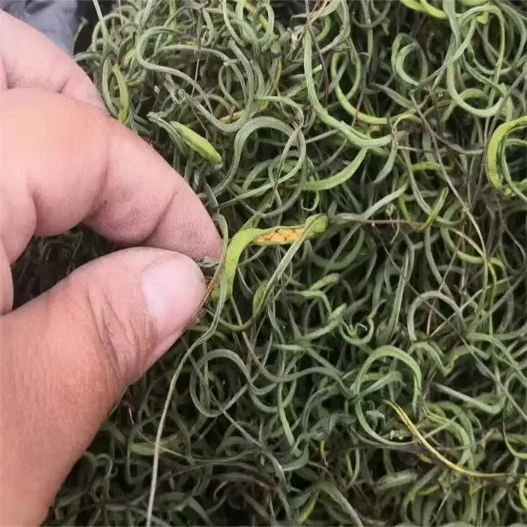 【云南生态溯源】化石草