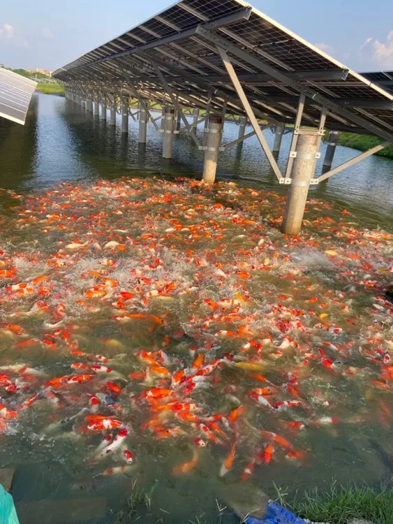 12-18公分实发5条锦鲤包邮包活活体小中型好养耐活高档观赏鱼鲤鱼