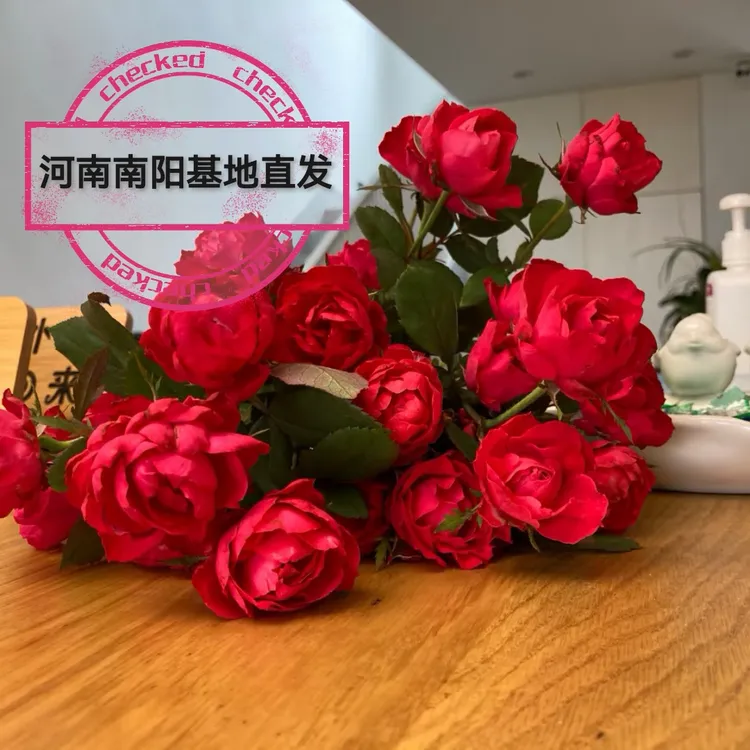 大花浓香型棒棒糖树桩月季顺丰包邮 阳台庭院四季开花盆栽绿植