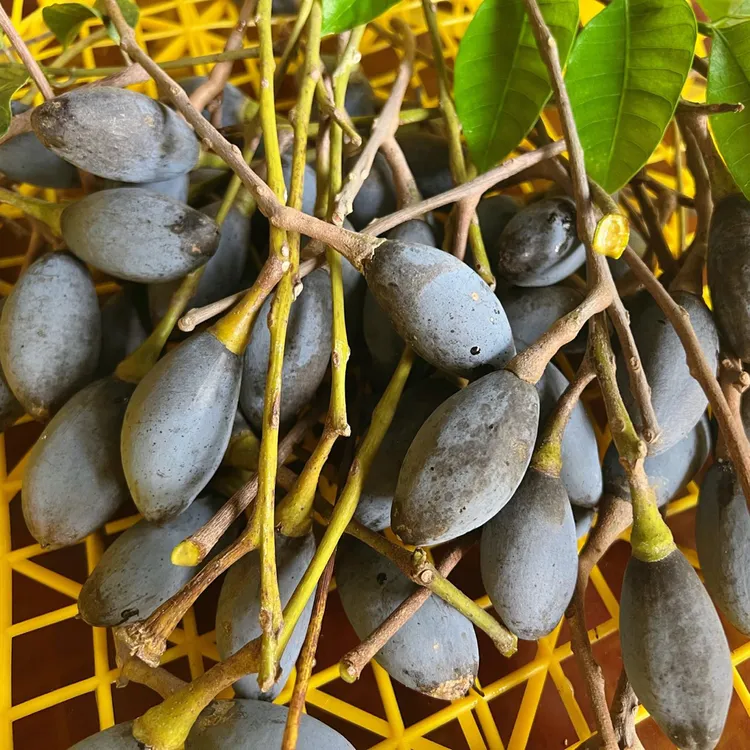 广东乌榄新鲜现摘下饭菜零食榄角广东省内包邮2斤外省不发