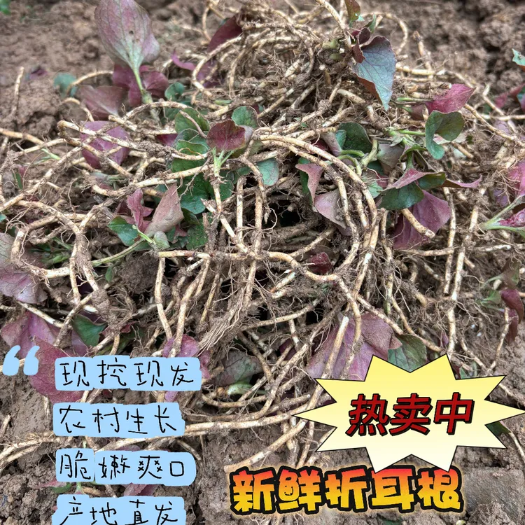 【带泥】高山野生现挖鲜嫩脆爽折耳根鱼腥草根茎蔬菜可凉拌配料蔬菜