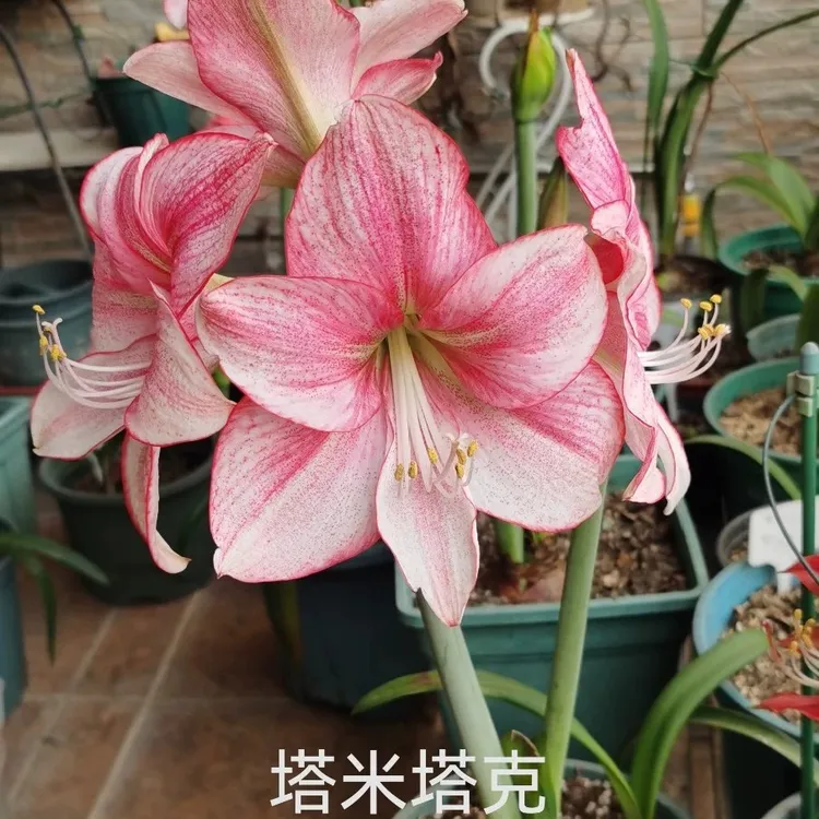 《塔米塔克》球根花卉澳洲朱顶红，包对版