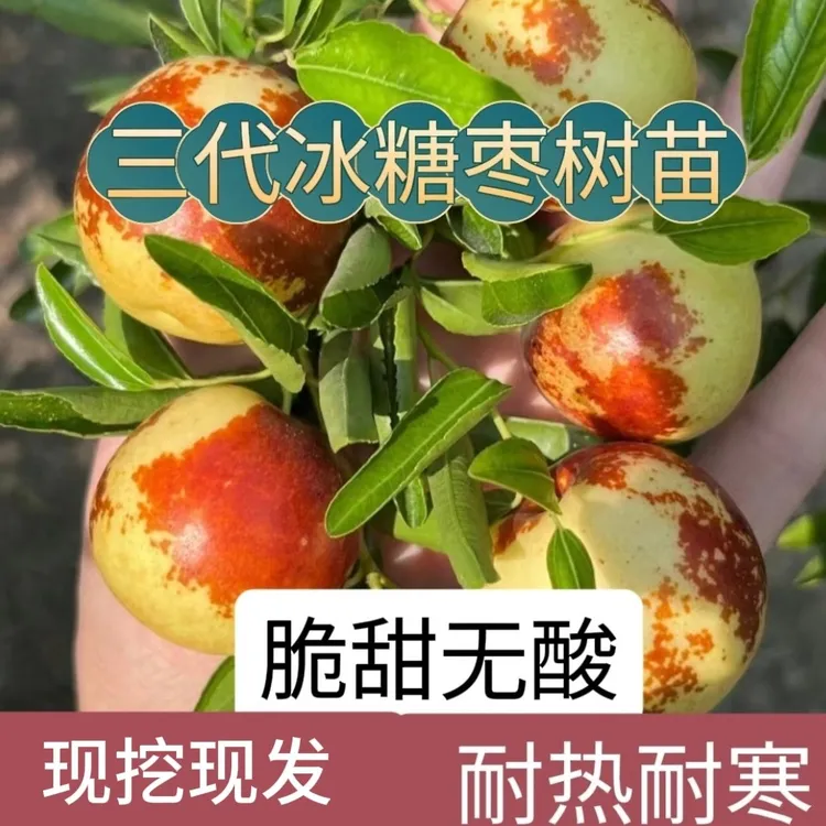 正宗冰糖脆枣树特大超甜适合南北方耐寒盆栽地栽别墅阳台