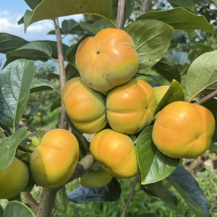 云南正宗老品种无核巧克力甜脆柿果园直发（次郎）脆柿脆柿子脆甜