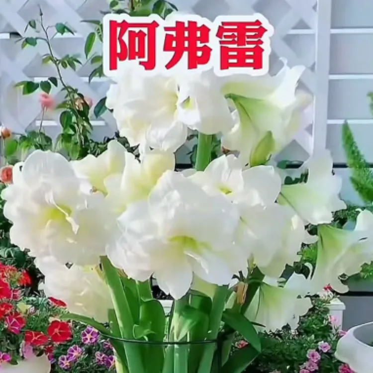 室内种球花卉朱顶红之阿弗雷