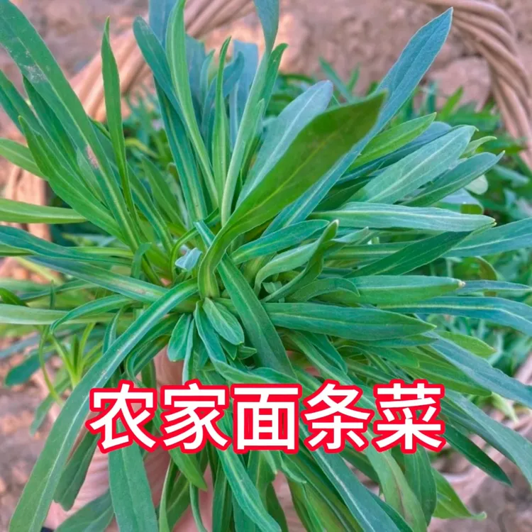 （老家味道）野菜面条菜羊蹄颗蒸野菜现挖现发