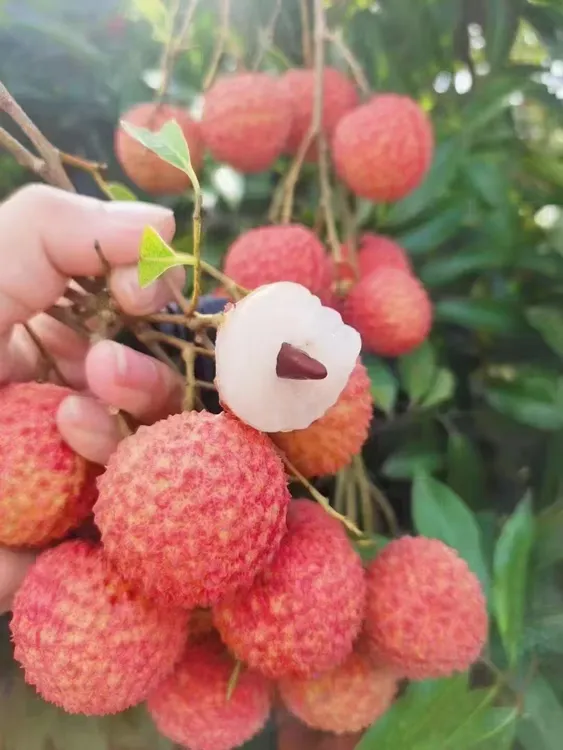 新鲜现摘当季荔枝产地直发鲜甜多汁顺丰包邮