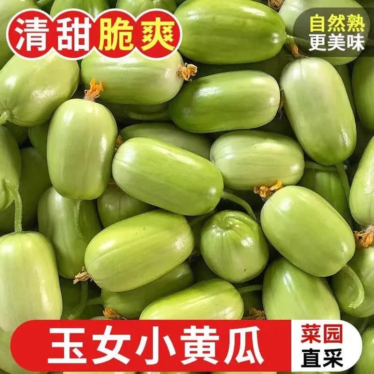 山东寿光玉女小黄瓜拇指黄瓜应季水果代餐清脆爽口