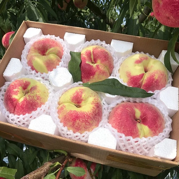 【高端水果】云南正宗丽江雪桃脆甜现摘发新鲜高山寿桃桃当季水果