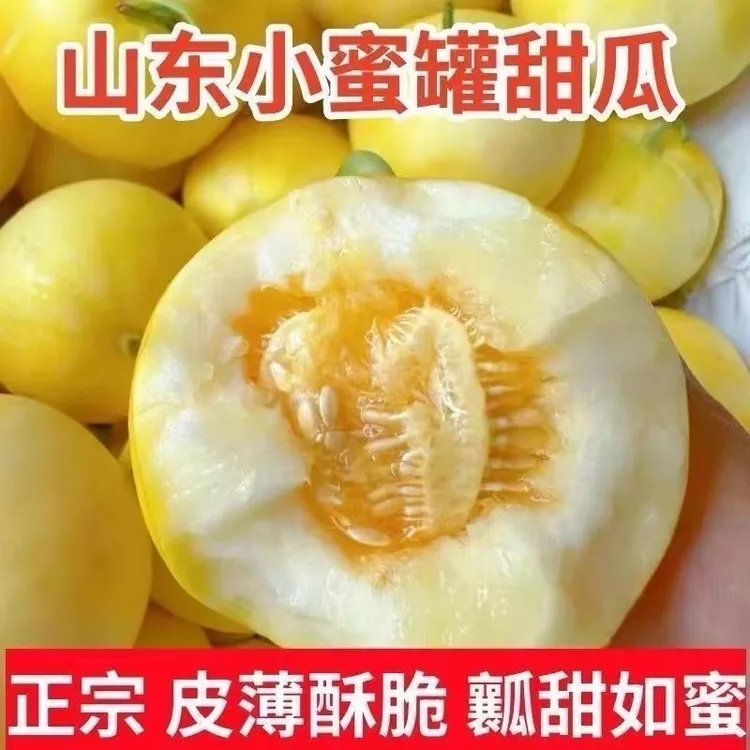 山东头茬小蜜蜂蜜罐甜瓜正品星甜20蜜瓜3/5斤