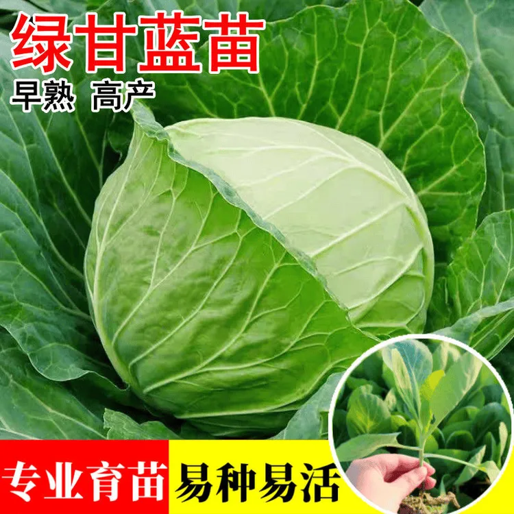 甜脆水果新品绿甘蓝苗包菜秧苗带土发货高营养超耐寒