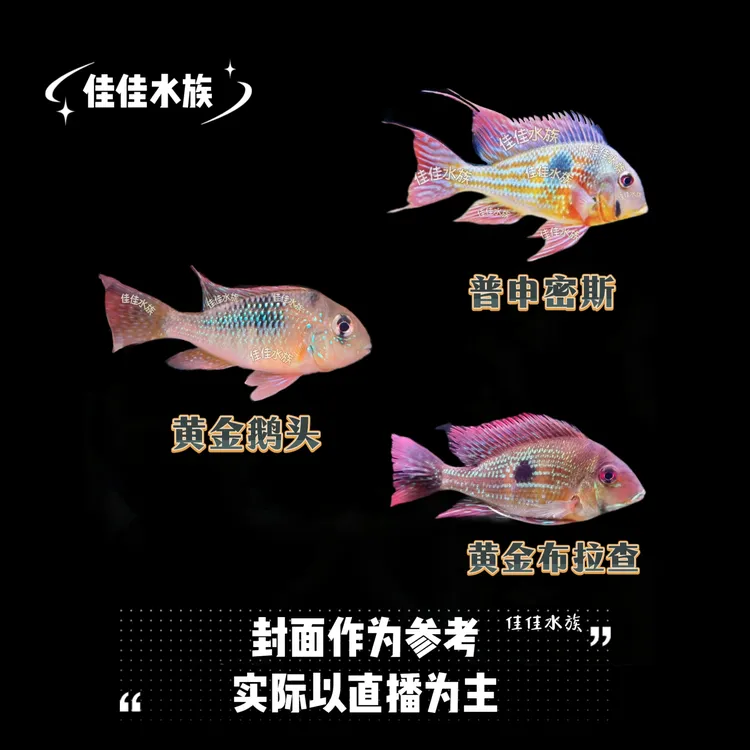 【稀有食土鲷2】乌拉圭黄金鹅头/普申密斯/黄金布拉查 南美热带鱼