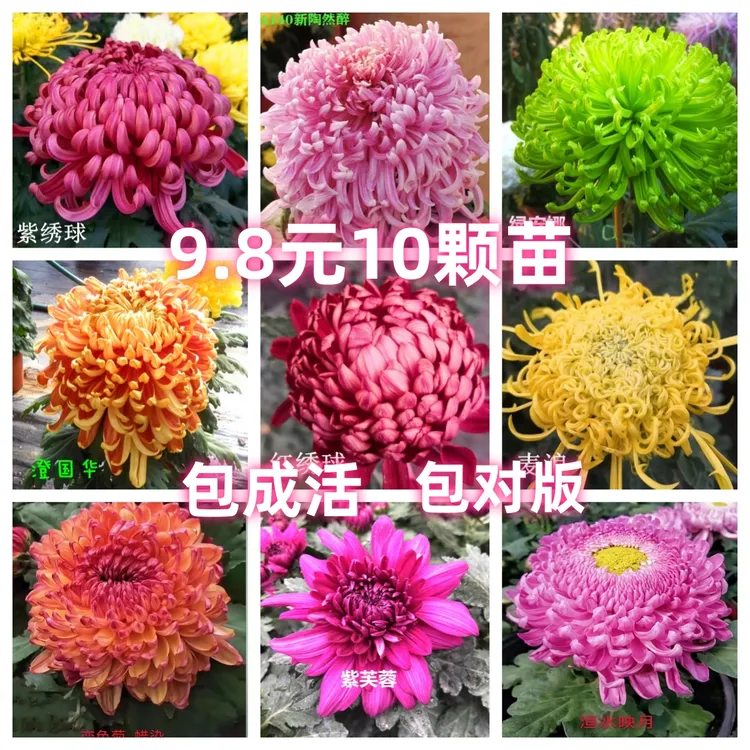 大菊花苗四季开花多年生乒乓荷兰菊花小苗室内外庭院阳台花卉绿植