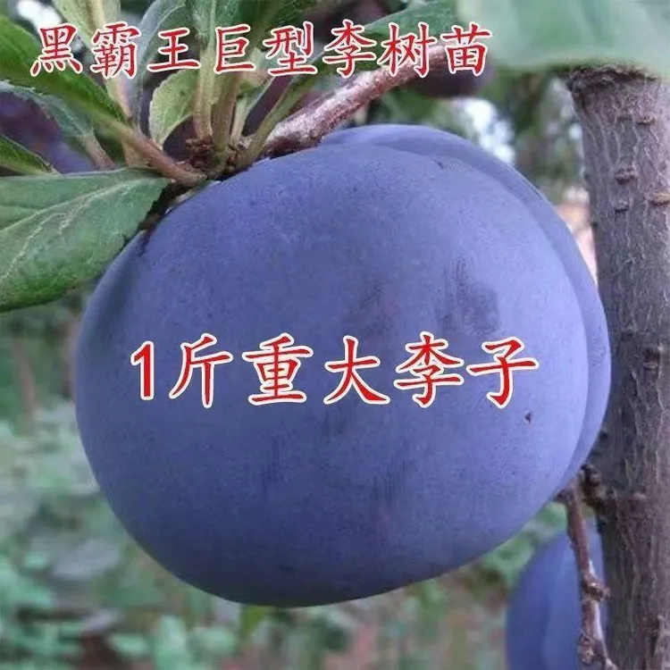 新品黑霸王李子树苗大果树苗盆栽地栽南北嫁接矮化四季可种植耐寒