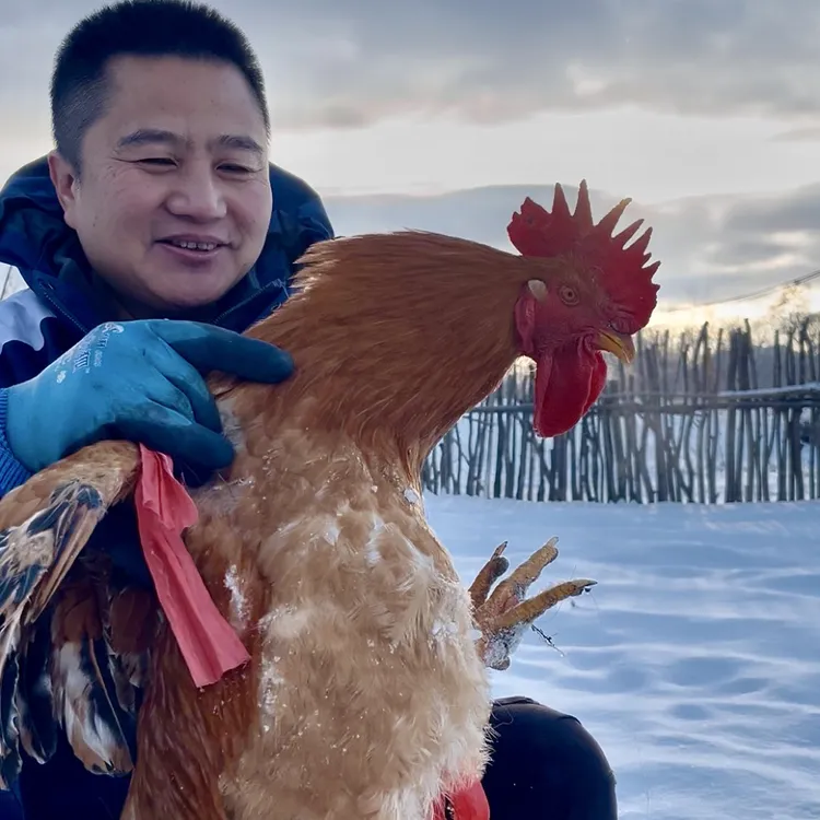 农家散养粮食鸡走地鸡小笨鸡现宰带心肝胆珍