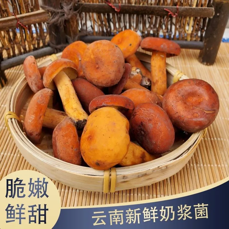 奶浆菌新鲜云南野生奶浆菌正宗山货当季新鲜奶浆菌云南奶浆菌