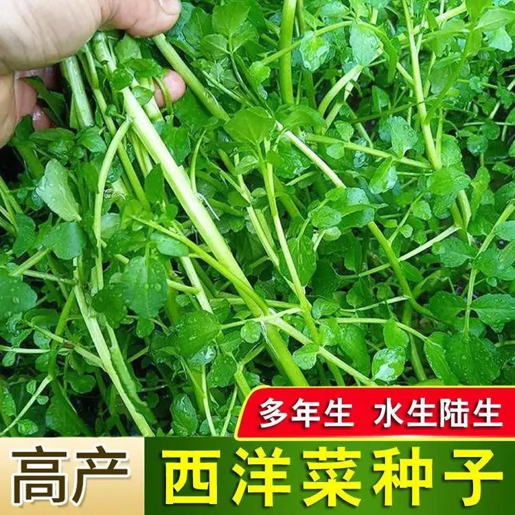 四季广东西洋菜种籽大田种植野生水生阳台易种活蔬菜籽豆瓣菜种子