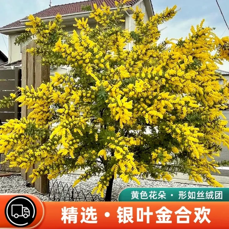 【现在种下当年赏花】银叶金合欢树苗基地现挖现发南北方均可种植商品图