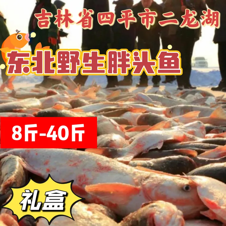 大平专属」二龙湖野生胖头鱼8-40斤