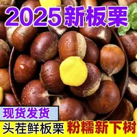 买三斤送二斤高山新鲜生栗子饱满精品清甜可口非油栗送简易开口器