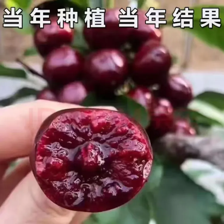 【现起现发】嫁接车厘子树苗 南北方盆栽地栽种植当年结果商品图