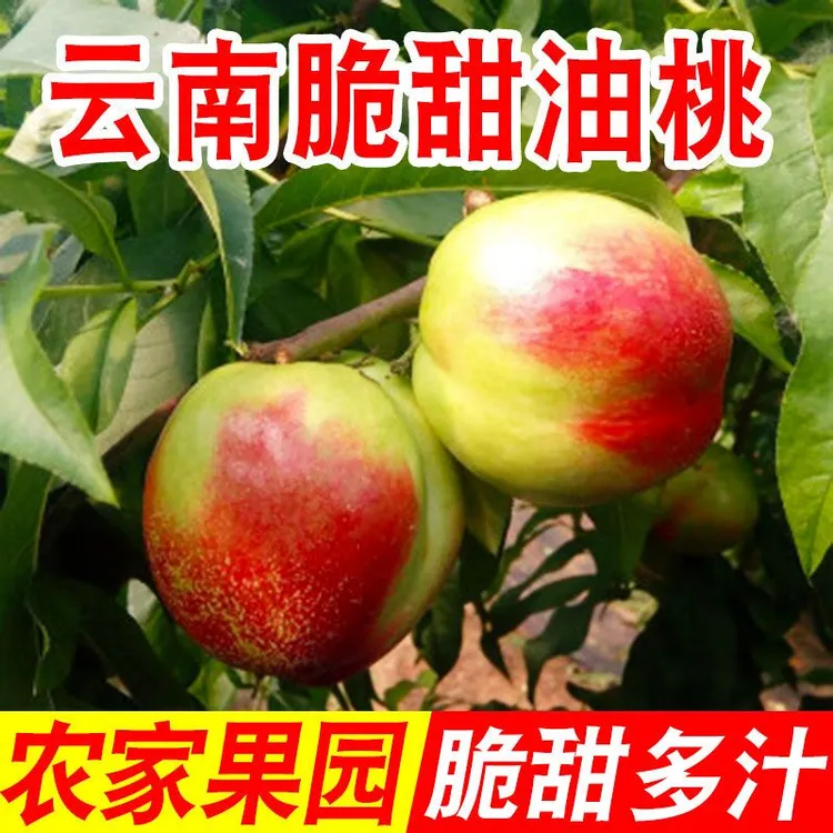 云南农家白心油桃农家自种上午摘下午发货应季新鲜水果