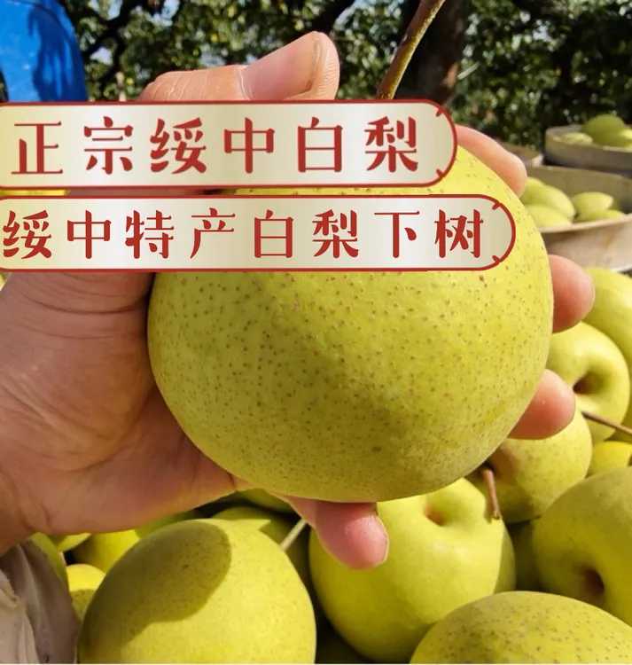 正宗辽宁绥中白梨大果好吃的梨脆甜多汁东北白梨