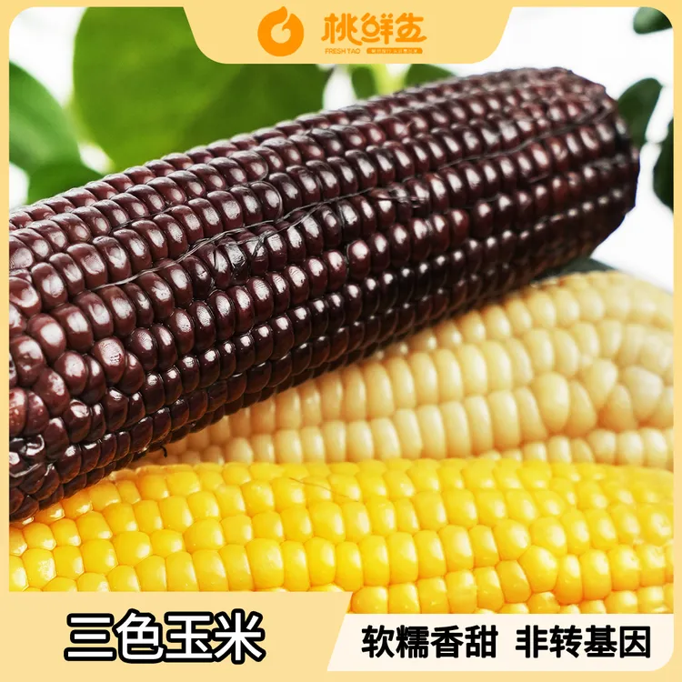 【卖栗人】三色糯玉米 白糯/黄糯/黑糯组合 中秋送礼 中秋好物
