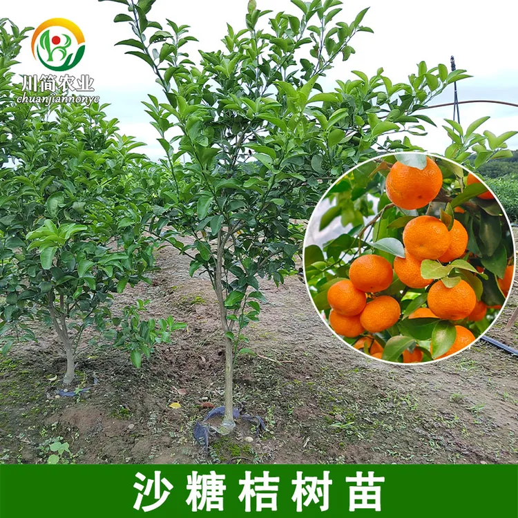 沙糖桔树苗嫁接柑橘砂糖橘子树苗盆栽果树苗绿植热销盆景果树植物
