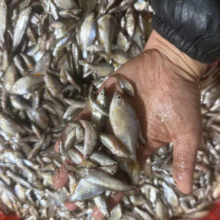 葫芦籽小白鱼4斤 速冻发货 大小不一