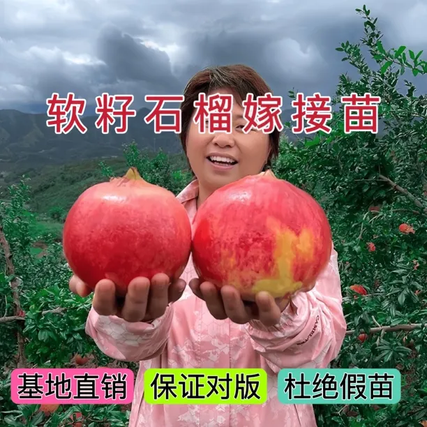 真正嫁接软籽石榴水蜜桃树苗带土发货特大特甜红石榴杏树苗