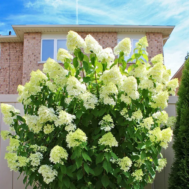 香草草莓圆锥绣球花大苗盆栽石灰灯夏季好养观花八仙绣球花卉植物