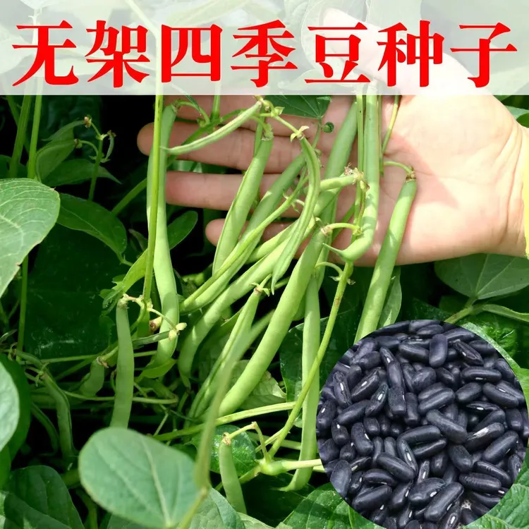 四季豆高产早熟有架四季豆种子爬藤四季播芸豆角种子无筋