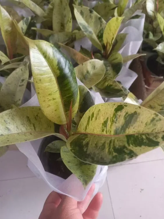 抹茶绒橡皮树，拍一发二，折叶片不赔