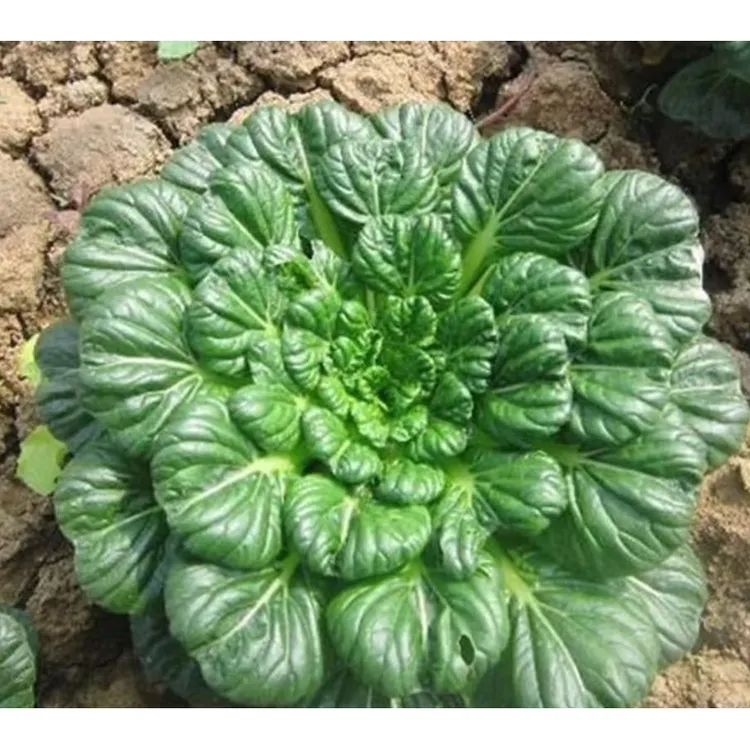【绿乌塌菜种子】家庭阳台小院四季种植盆栽地栽易种易活种籽