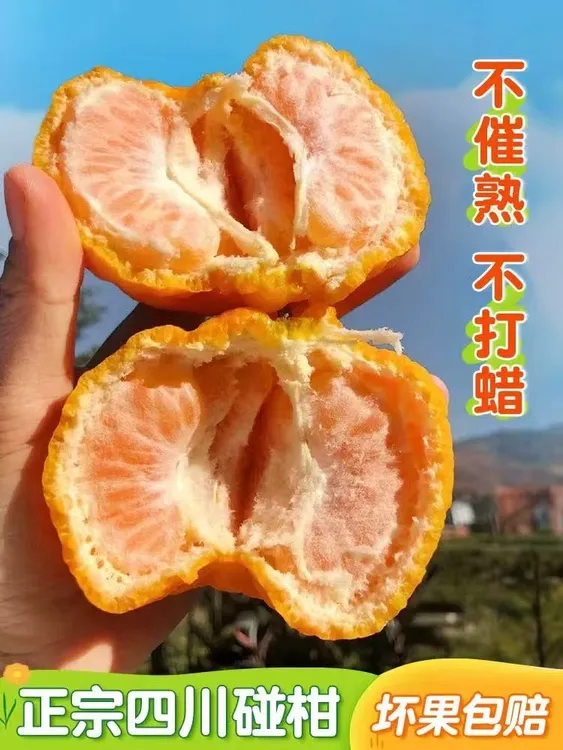 四川椪柑芦柑新鲜水果孕妇应当季现摘现发高山老树果橘子桔子包邮