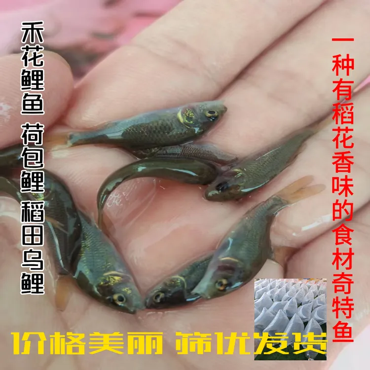 禾花鲤鱼苗荷花鲤鱼浓郁稻花香味稻田鲤鱼淡水养殖鱼到家