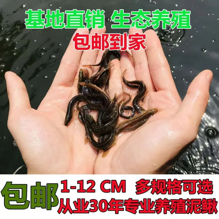 【2-10公分】泥鳅苗垂钓打窝淡水养殖喂宠观赏鱼饲料饵料喂龟