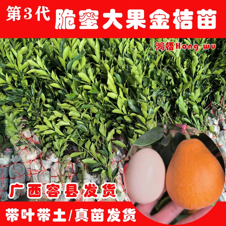 广西第三代大果金桔树苗大果蜜甜金桔嫁接苗庭院阳台四季种植
