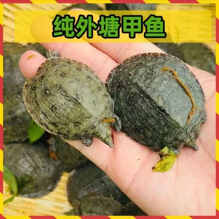 1-3两冷水中华鳖甲鱼苗骆马湖生态养殖直发鲜活到家甲鱼鲜活