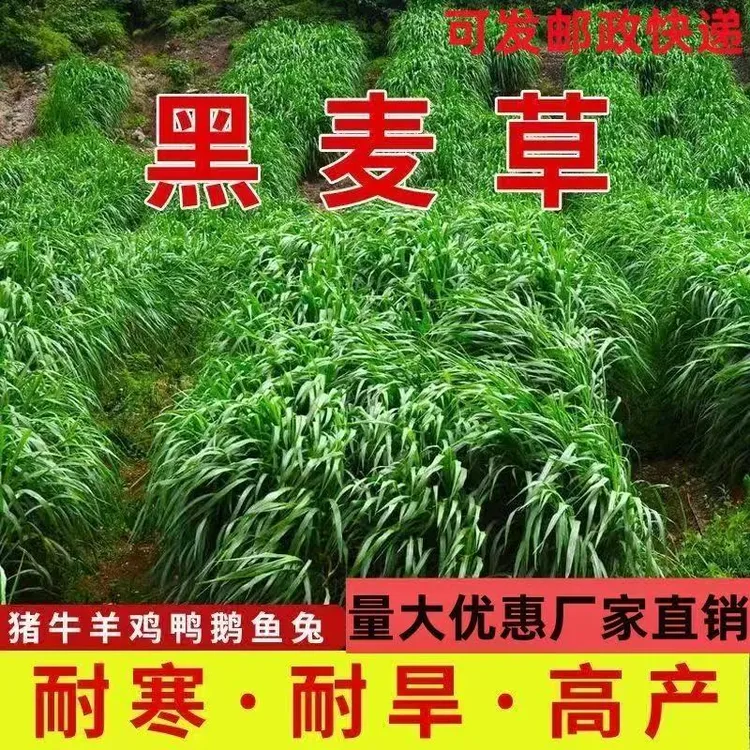 源头厂家黑麦草子种籽多年生南北方四季种植畜牧养殖牛羊猪鱼草籽